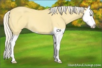 Horse Color:Palomino Dun Splash