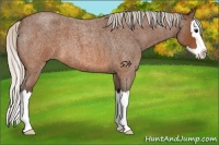 Horse Color:Silver Brown Roan Splash 
