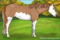 Horse Color:Chestnut Splash