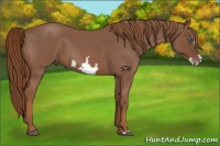 Horse Color:Red Roan Frame 