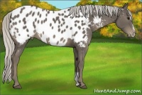 Horse Color:Silver Smoky Black Sabino Appaloosa