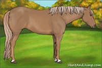 Horse Color:Unknown 