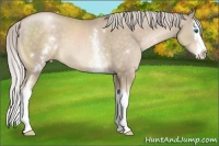Horse Color:White Spotted Chocolate Palomino Pearl Splash 