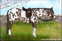 Horse Color:Liver Chestnut Appaloosa 