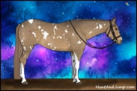 Horse Color:White Spotted Chocolate Palomino Tobiano 