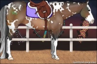 Horse Color:White Spotted Bay Splash 