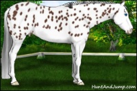 Horse Color:Bay Splash Appaloosa