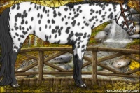 Horse Color:Black Near Leopard 