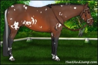 Horse Color:White Spotted Bay 