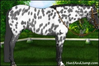 Horse Color:Blue Roan Near Leopard 