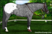 Horse Color:Blue Roan Snowcap 