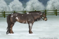 Horse Color:White Spotted Liver Chestnut 
