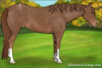 Horse Color:Chestnut Appaloosa 