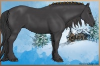 Horse Color:Smoky Black