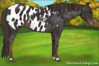 Horse Color:Liver Chestnut Appaloosa