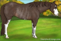 Horse Color:Liver Chestnut Sabino Rabicano 