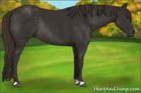 Horse Color:Liver Chestnut Rabicano