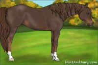 Horse Color:Liver Chestnut 