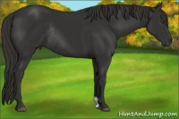 Horse Color:Liver Chestnut Rabicano