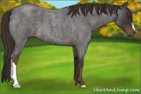 Horse Color:Liver Red Roan 