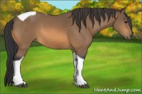 Horse Color:Buckskin Tobiano