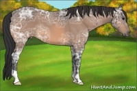 Horse Color:Buckskin Ice Roan 