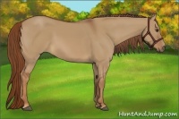 Horse Color:Red Dun 