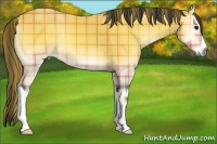 Horse Color:Plaid  Buckskin Onyx 