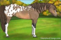 Horse Color:Buckskin Roan Appaloosa