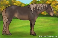 Horse Color:Liver Chestnut Rabicano 