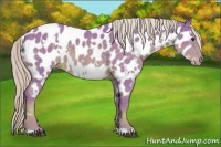 Horse Color:Watercolor White Spotted Chocolate Palomino Appaloosa