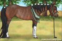 Horse Color:Bay Rabicano