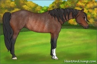Horse Color:Bay Rabicano