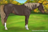 Horse Color:Liver Chestnut 