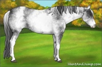 Horse Color:White Spotted Black 
