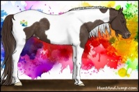 Horse Color:Liver Chestnut Tobiano Varnish