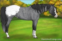 Horse Color:Blue Roan Splash Snowcap 