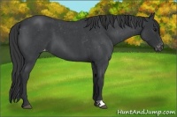 Horse Color:Blue Roan Appaloosa 