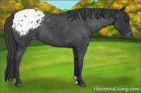 Horse Color:Blue Roan Appaloosa Rabicano