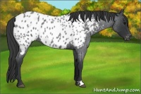 Horse Color:Blue Roan Appaloosa