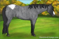 Horse Color:Blue Roan Varnish 