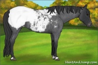 Horse Color:Blue Roan Snowcap 