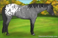 Horse Color:Blue Roan Appaloosa