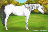 Horse Color:White Spotted Blue Roan Frame Appaloosa