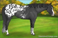 Horse Color:Blue Roan Splash Appaloosa 