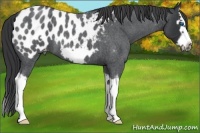 Horse Color:Blue Roan Splash Frame Appaloosa 