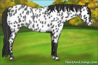 Horse Color:Blue Roan Appaloosa 