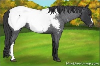 Horse Color:Blue Roan Appaloosa 