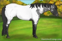 Horse Color:Blue Roan Appaloosa
