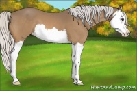 Horse Color:Silver Buckskin Splash 
